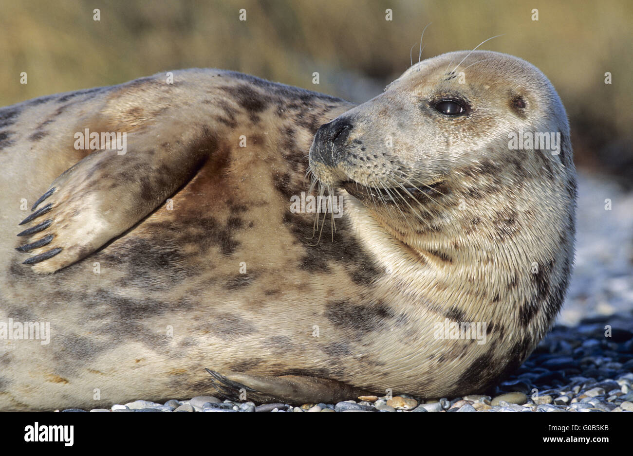 Grey Seal cow resting on the beach Stock Photo