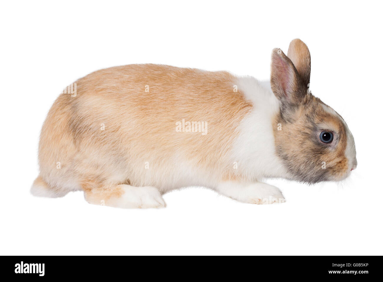 Small domestic rabbit Stock Photo