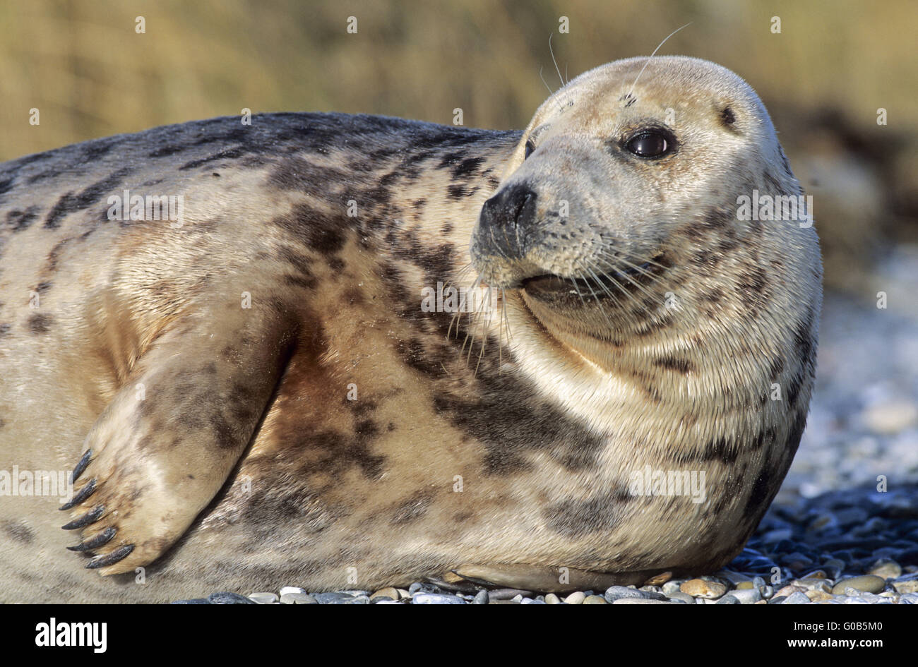 Grey Seal cow resting on the beach Stock Photo