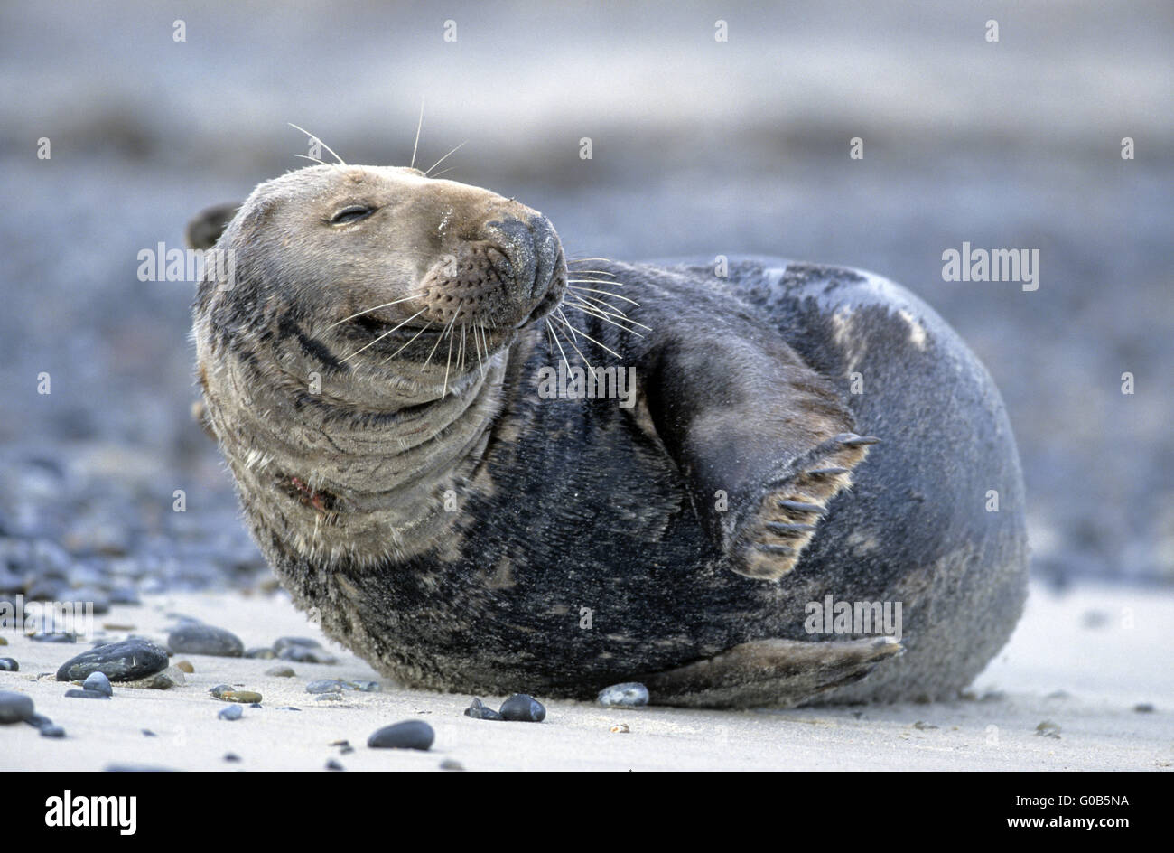 Grey Seal bull resting relaxed on the beach Stock Photo