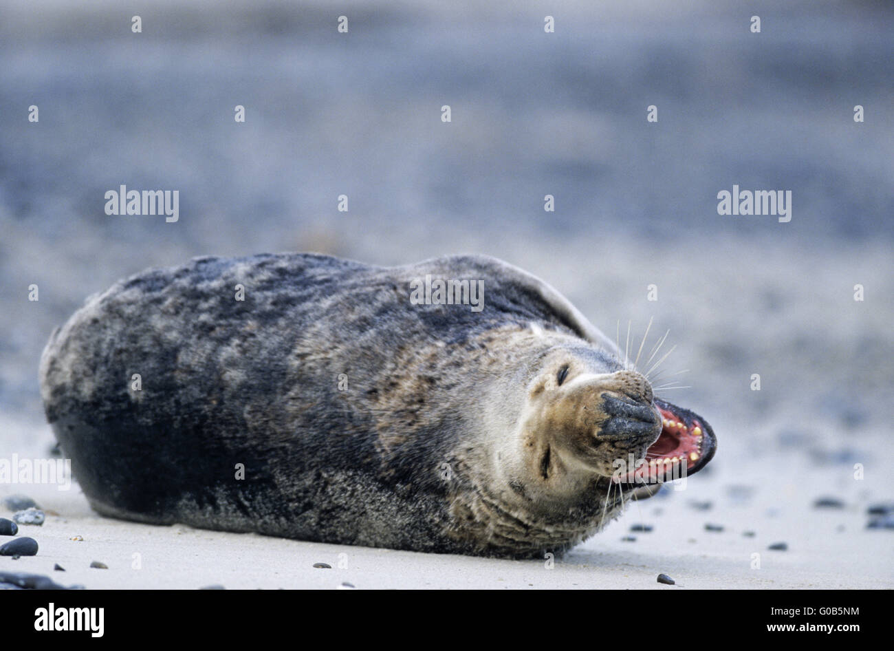 Grey Seal bull yawning on the beach Stock Photo