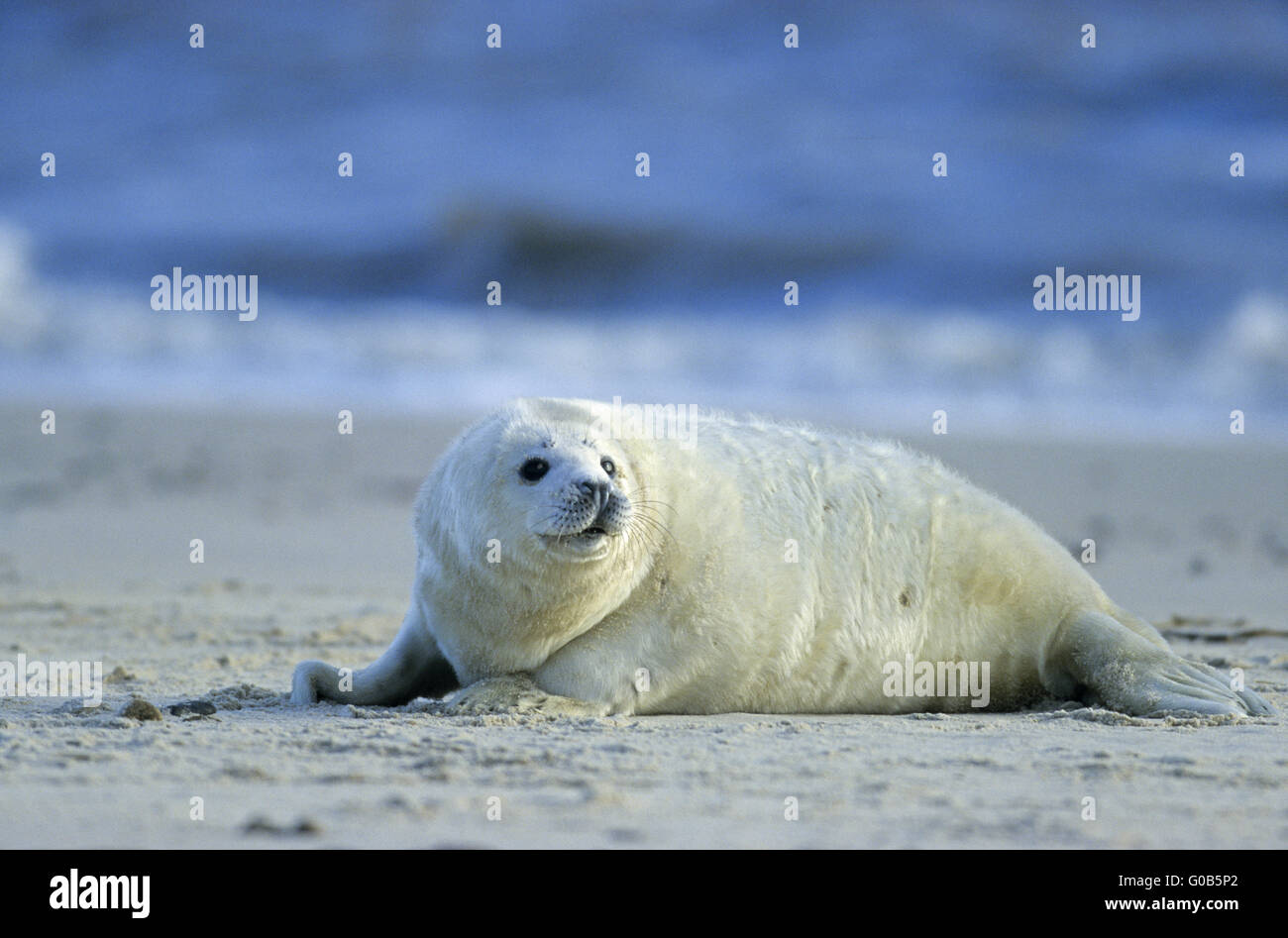 Grey Seal pup watching wakefully his environment Stock Photo