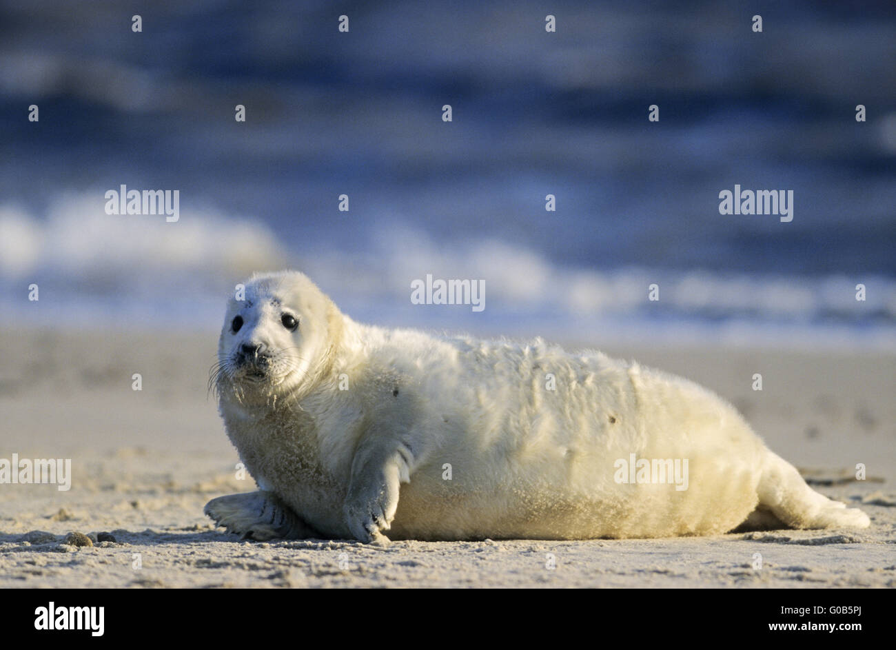 Grey Seal pup lying on the beach Stock Photo