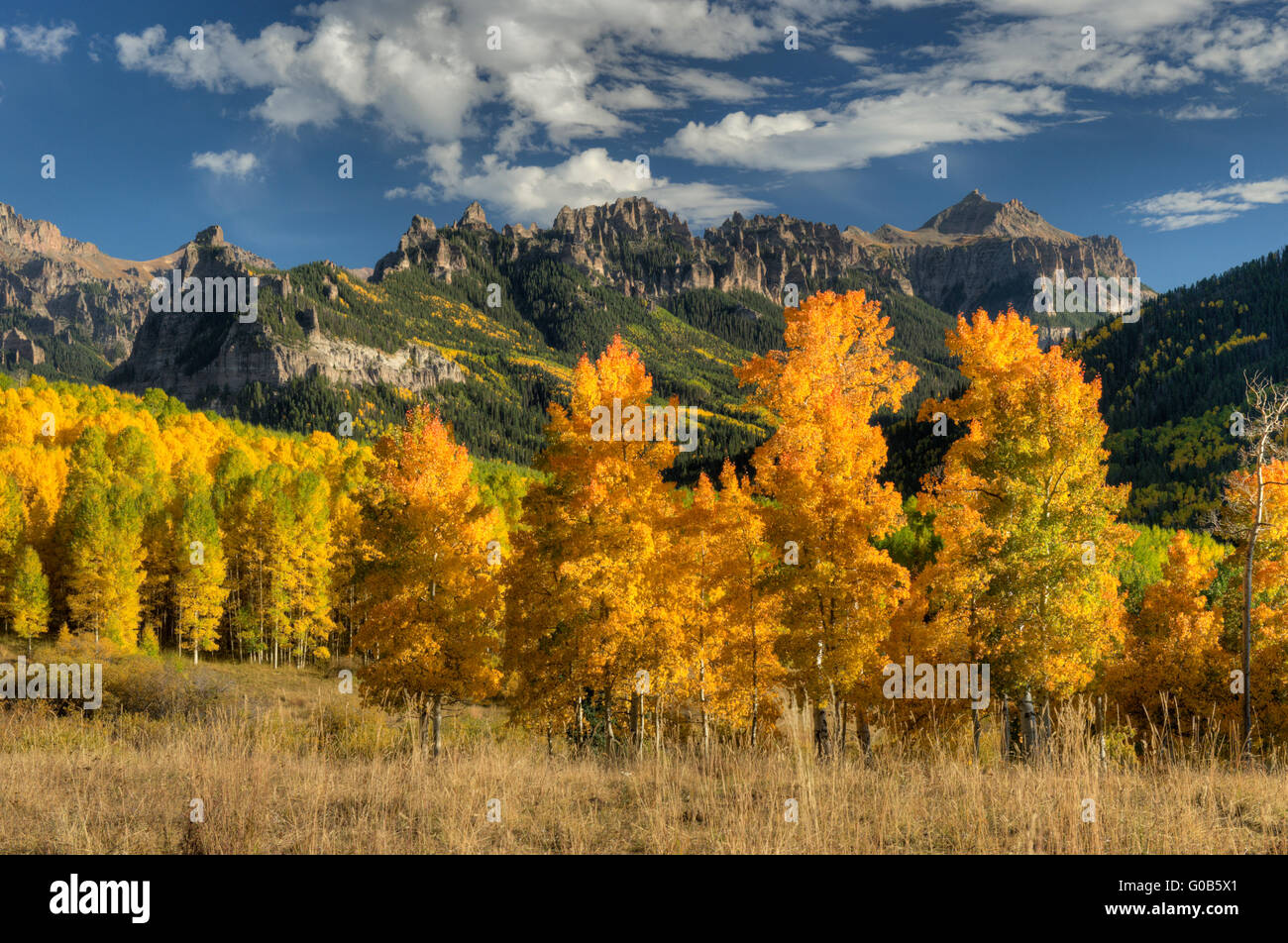 Aspens in full fall color in Colorado's San Juan mountains Stock Photo