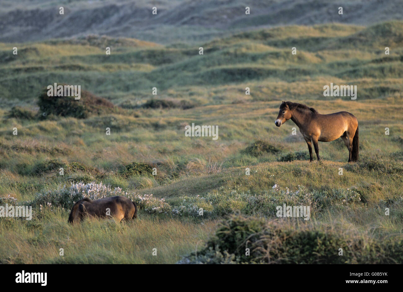 Exmoor Pony stallion overview his territory Stock Photo