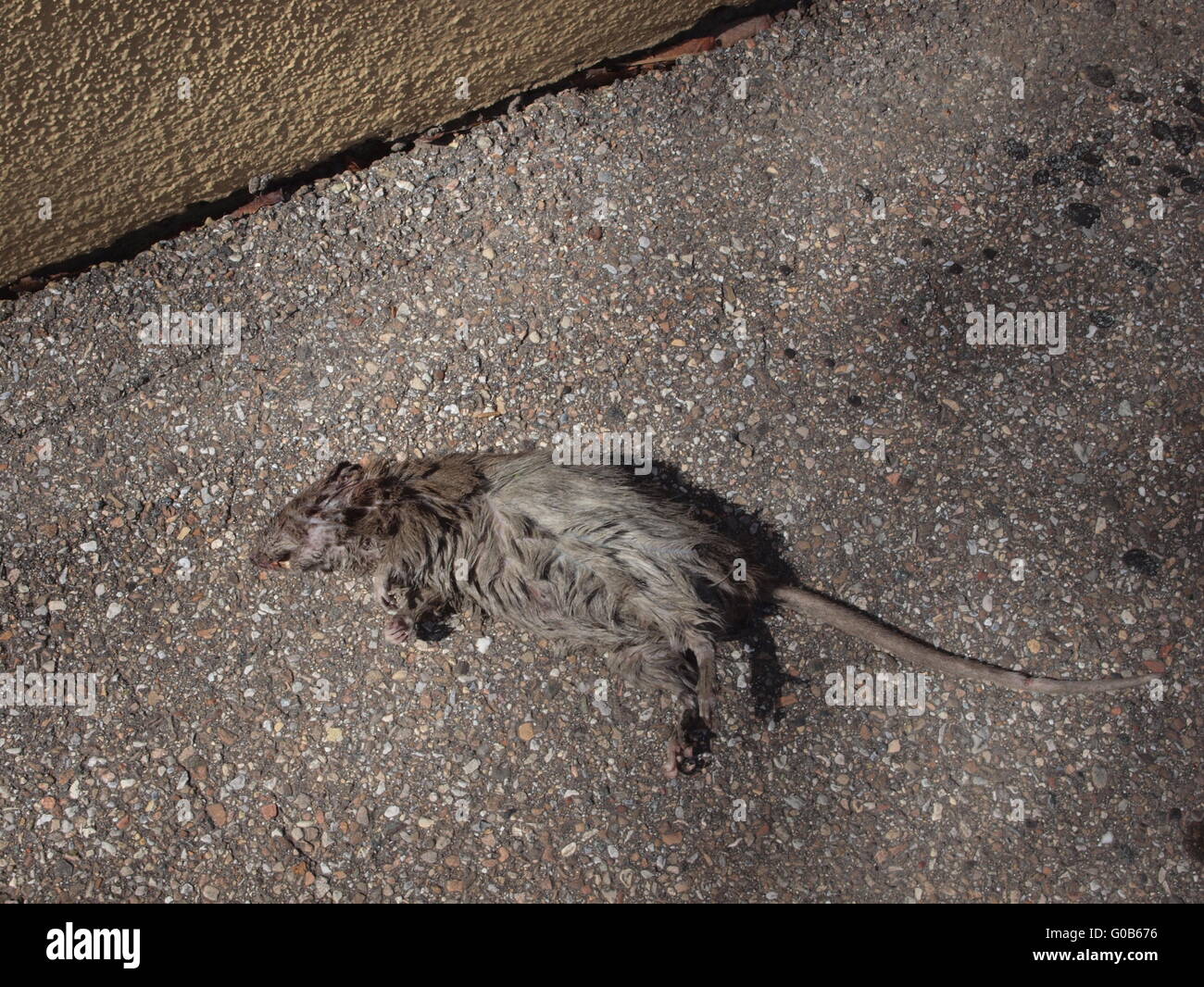 Wharf rat hi-res stock photography and images - Alamy Wharf rat hi-res stock photography and images - Alamy
