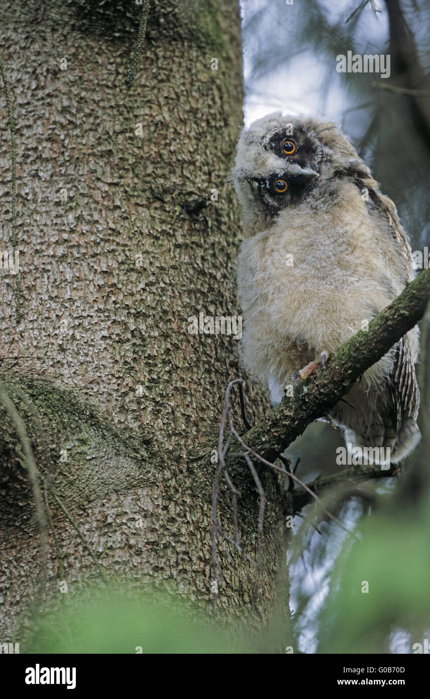 Long-eared Owl young bird looking alert Stock Photo