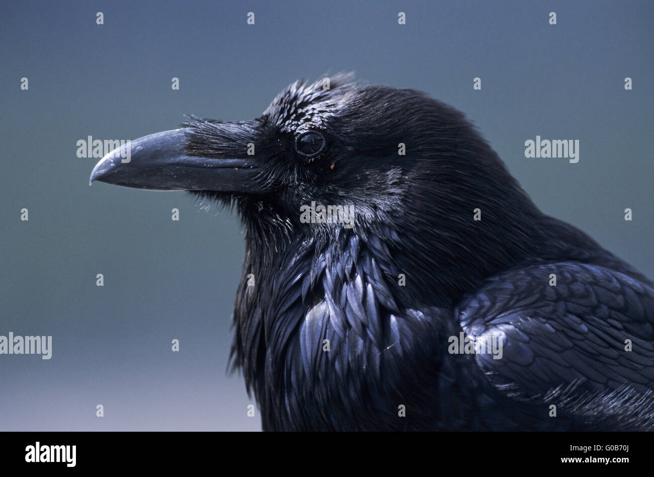 Common Raven portrait of an adult bird Stock Photo