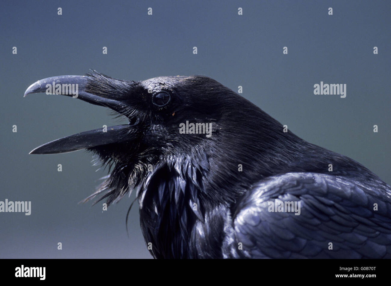Common Raven adult bird calling conspecifics Stock Photo