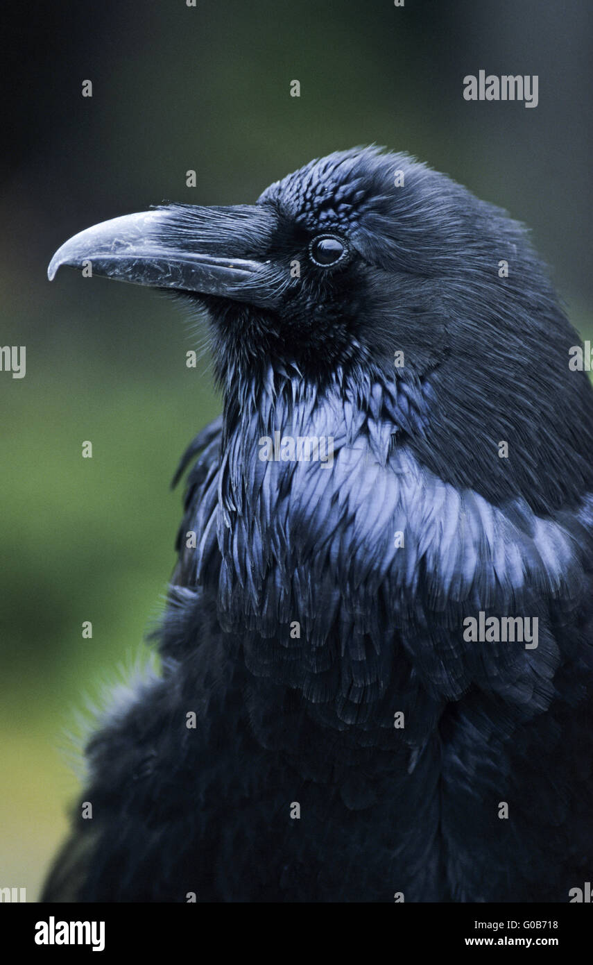 Northern Raven portrait of an adult bird Stock Photo