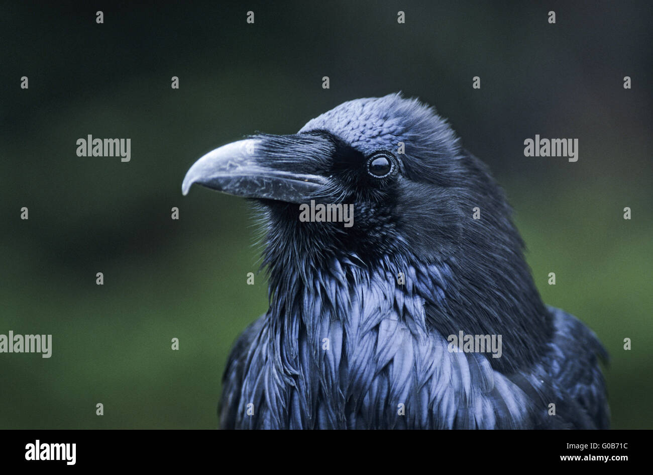 Common Raven portrait of an adult bird Stock Photo