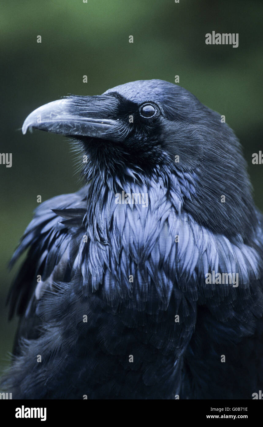 Northern Raven portrait of an adult bird Stock Photo