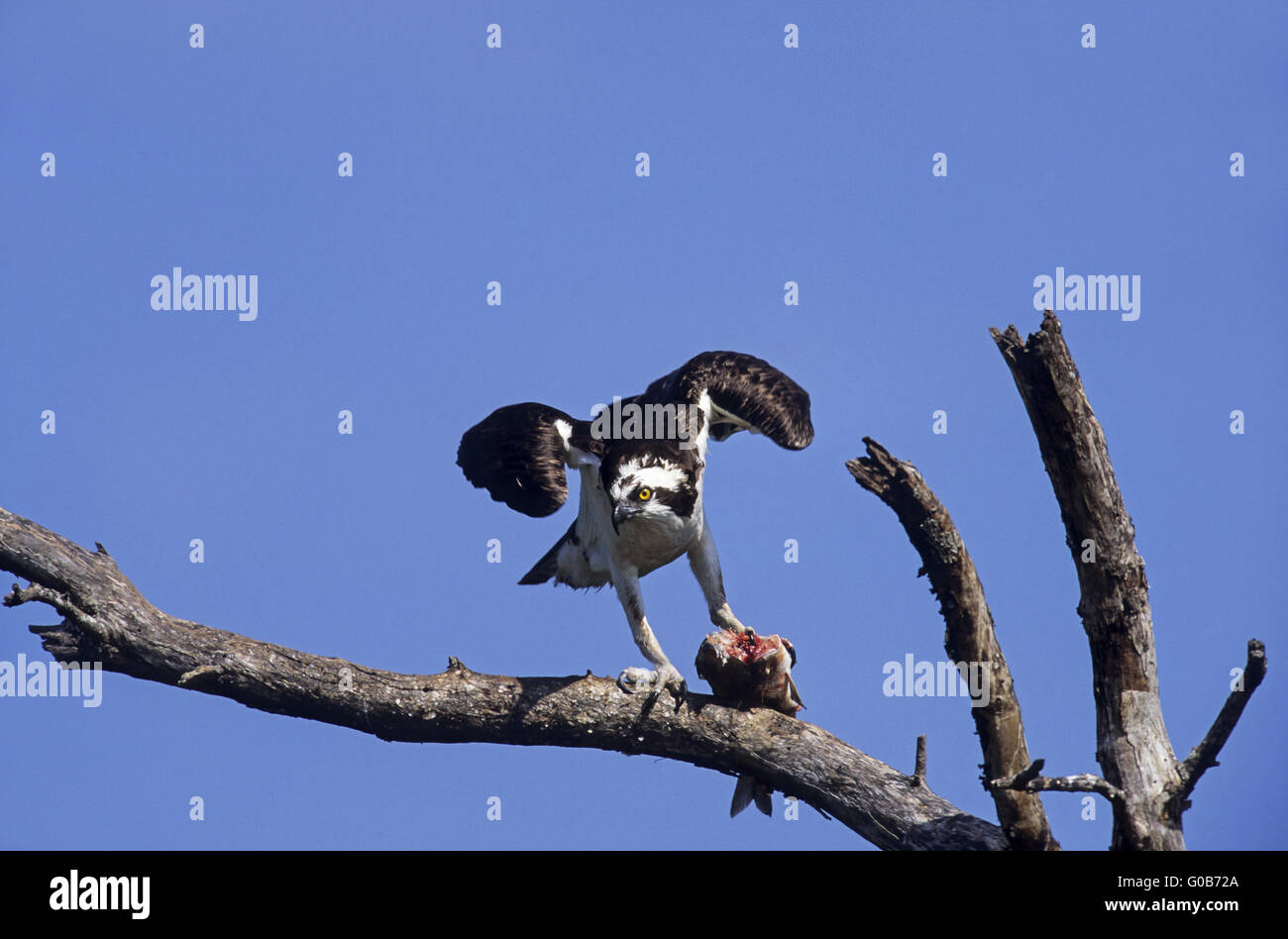 Osprey feeding at a captured fish Stock Photo