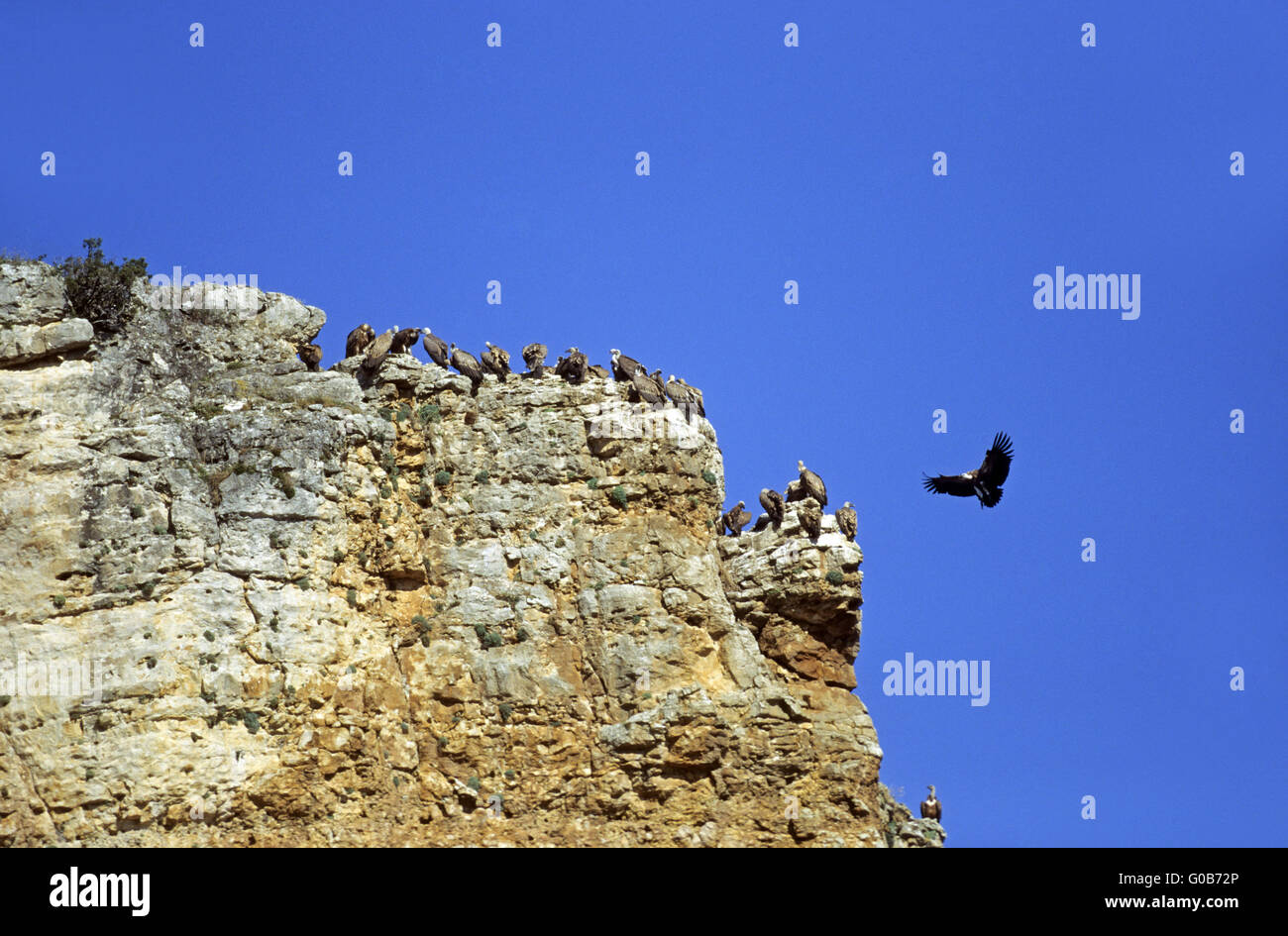 Griffon Vultures waiting the right thermionics Stock Photo