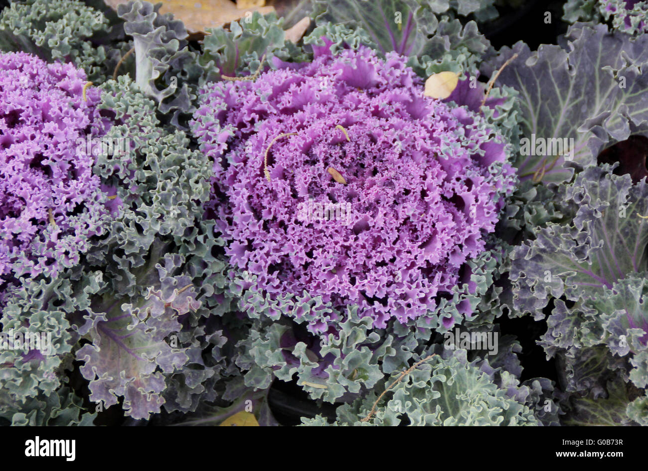 Ornamental kale, Brassica oleracea var. sabellica, ornamental herb with close head of variously coloured leaves, curly margin Stock Photo