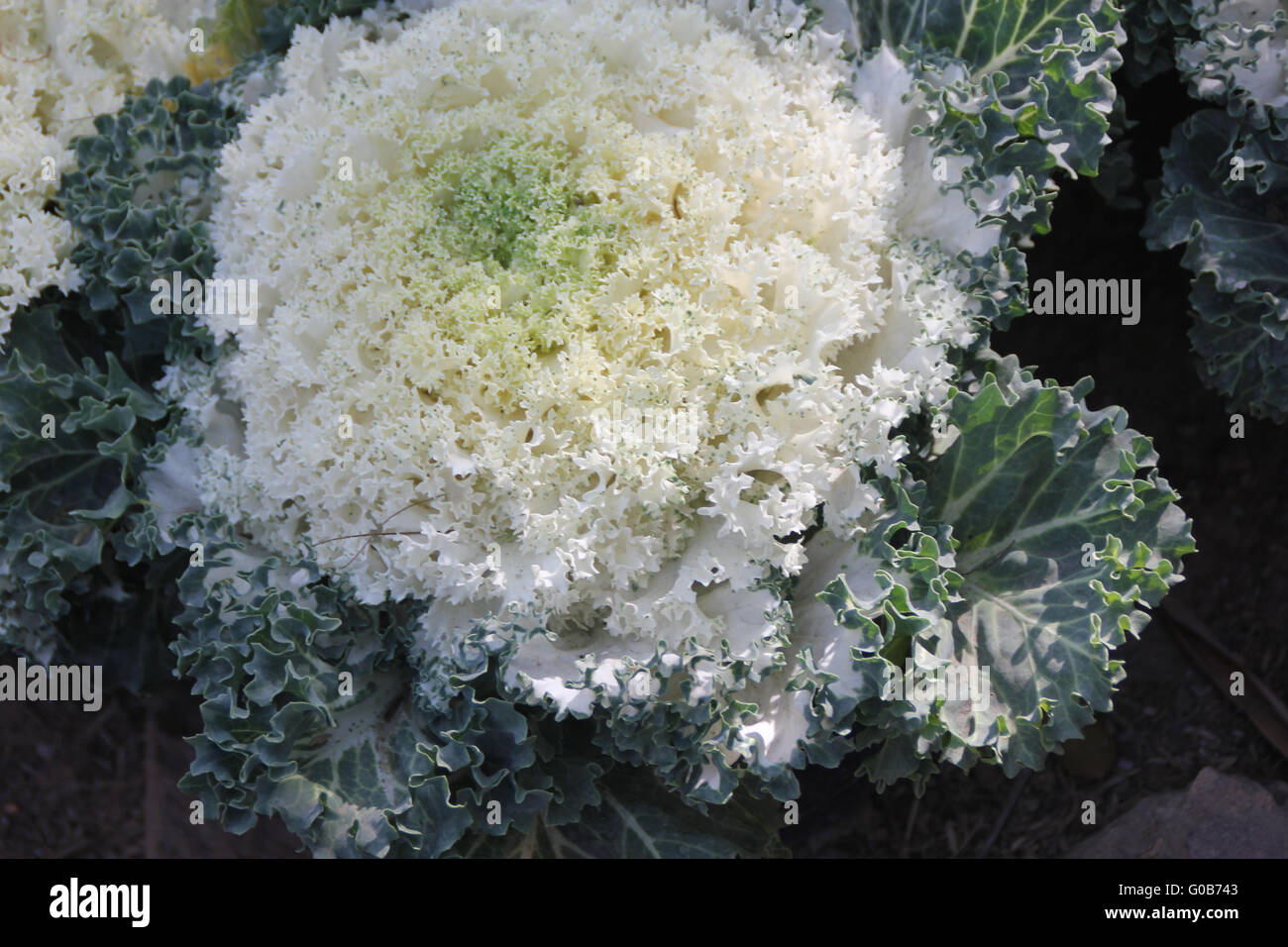 Ornamental kale, Brassica oleracea var. sabellica, ornamental herb with close head of variously coloured leaves, curly margin Stock Photo