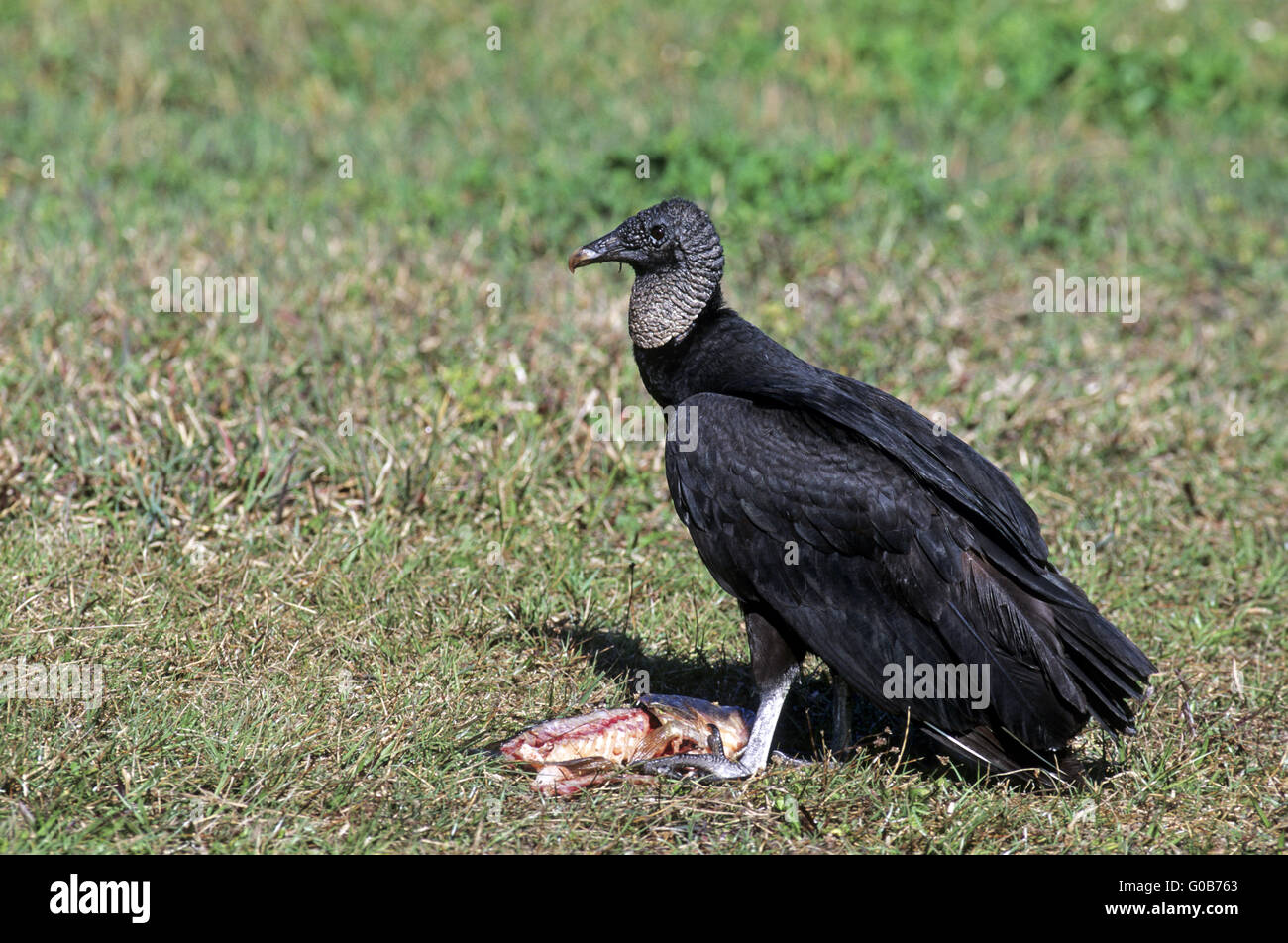Black Vulture at the remains of a fish Stock Photo