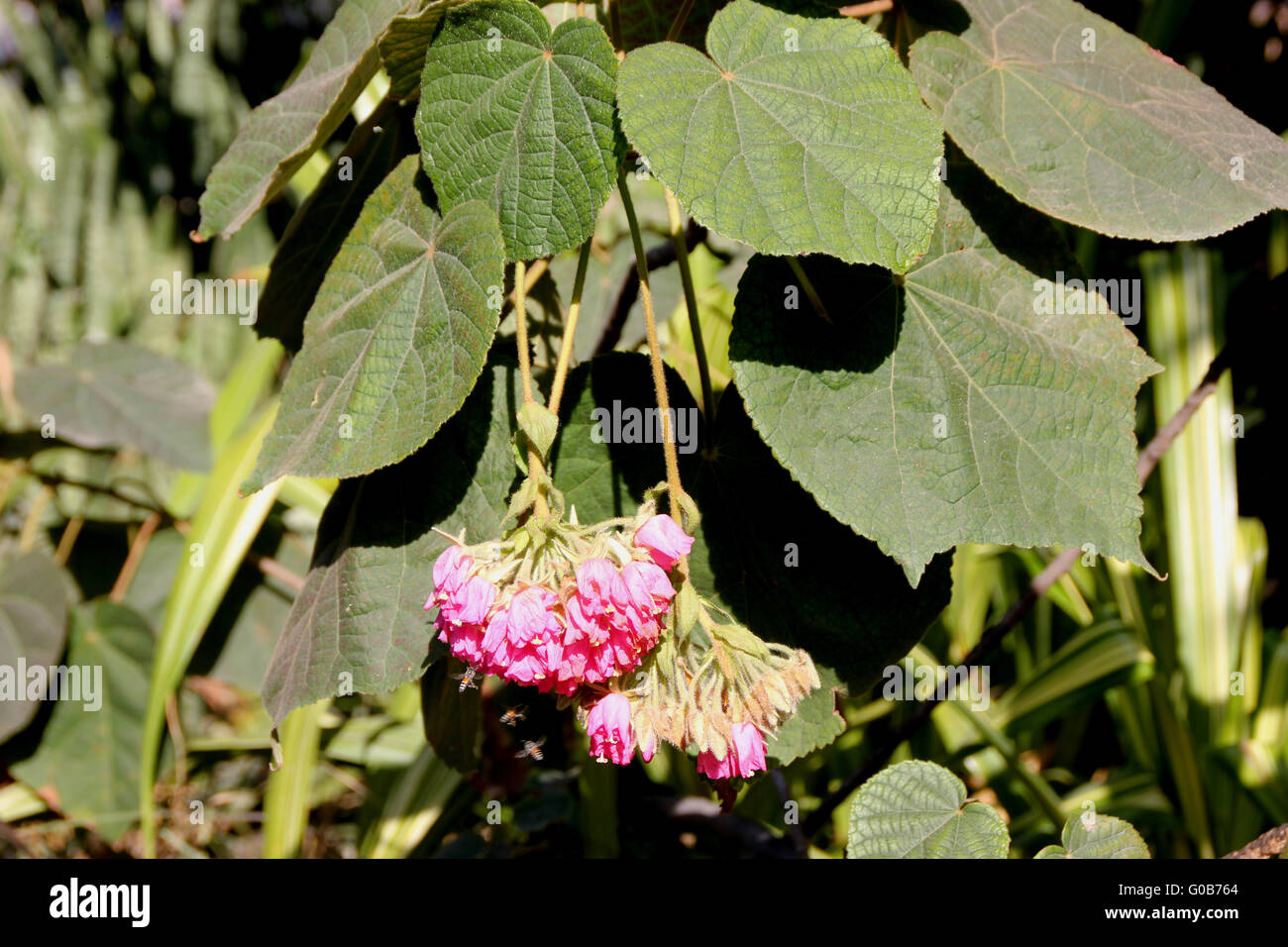 Dombeya wallichii, Pink Ball Tree, Tropical Hydrangea,  tree with heart shaped serrated leaves and pink flowers Stock Photo