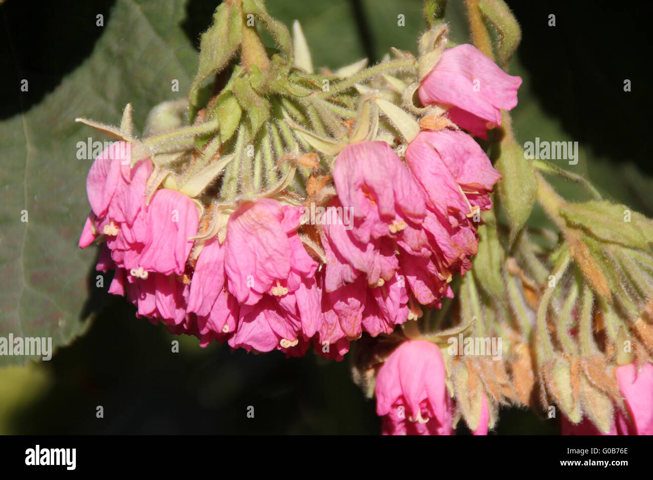 Dombeya wallichii, Pink Ball Tree, Tropical Hydrangea,  tree with heart shaped serrated leaves and pink flowers Stock Photo