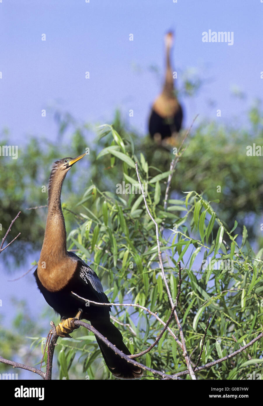 Anhinga female resting on a branch Stock Photo