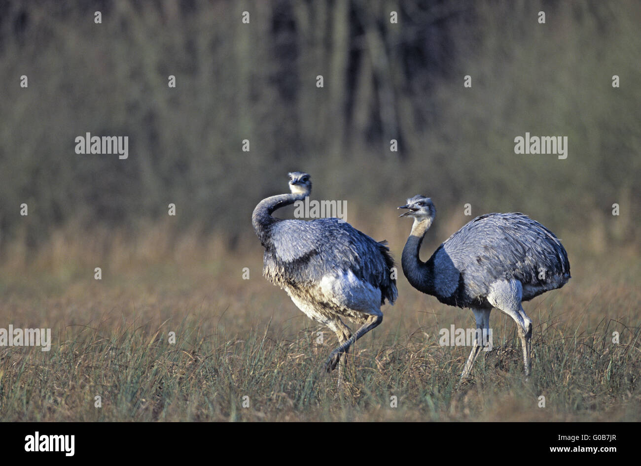 Greater Rhea threating a conspecific Stock Photo