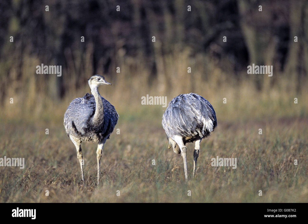 Greater Rheas foraging in a bog meadow Stock Photo