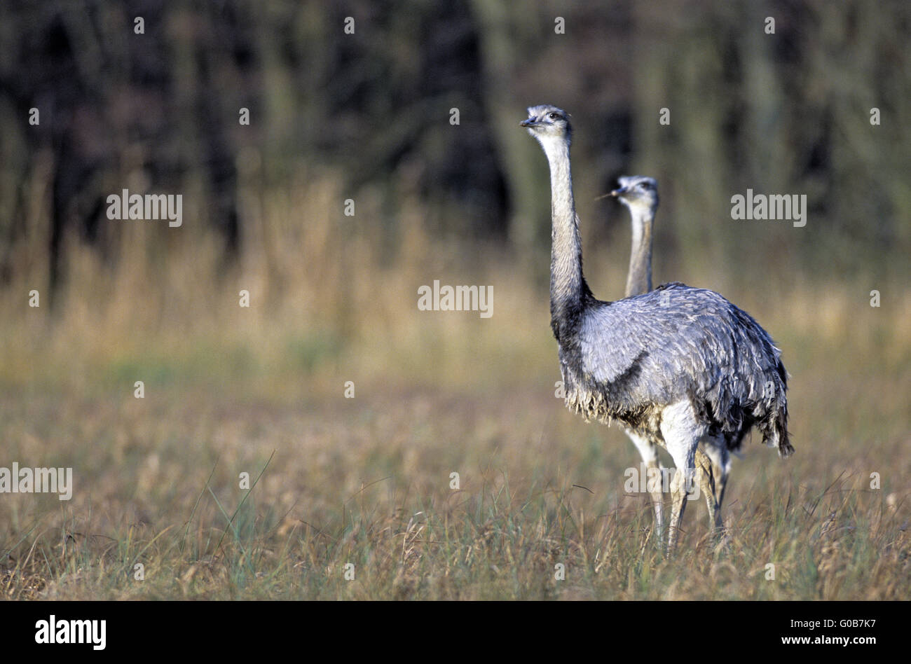 Greater Rhea looking watchful in a bog meadow Stock Photo