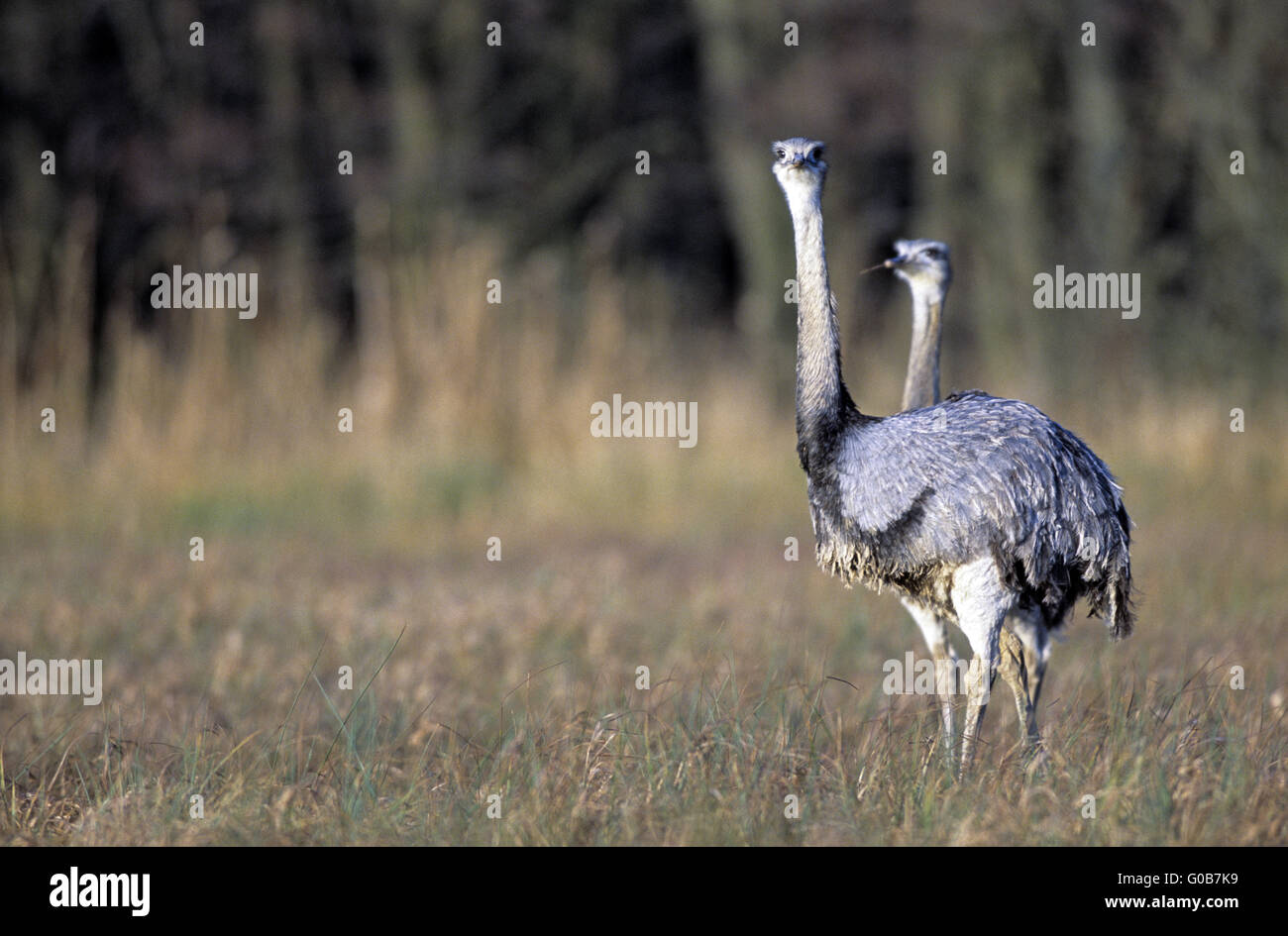 Greater Rhea looking watchful in a bog meadow Stock Photo