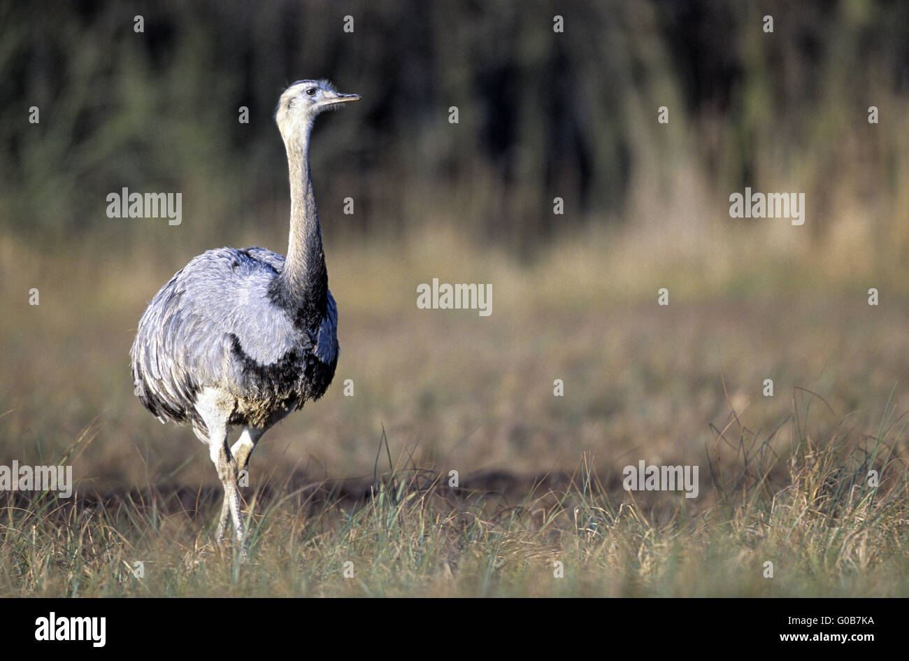 Greater Rhea observing alert a conspecific Stock Photo