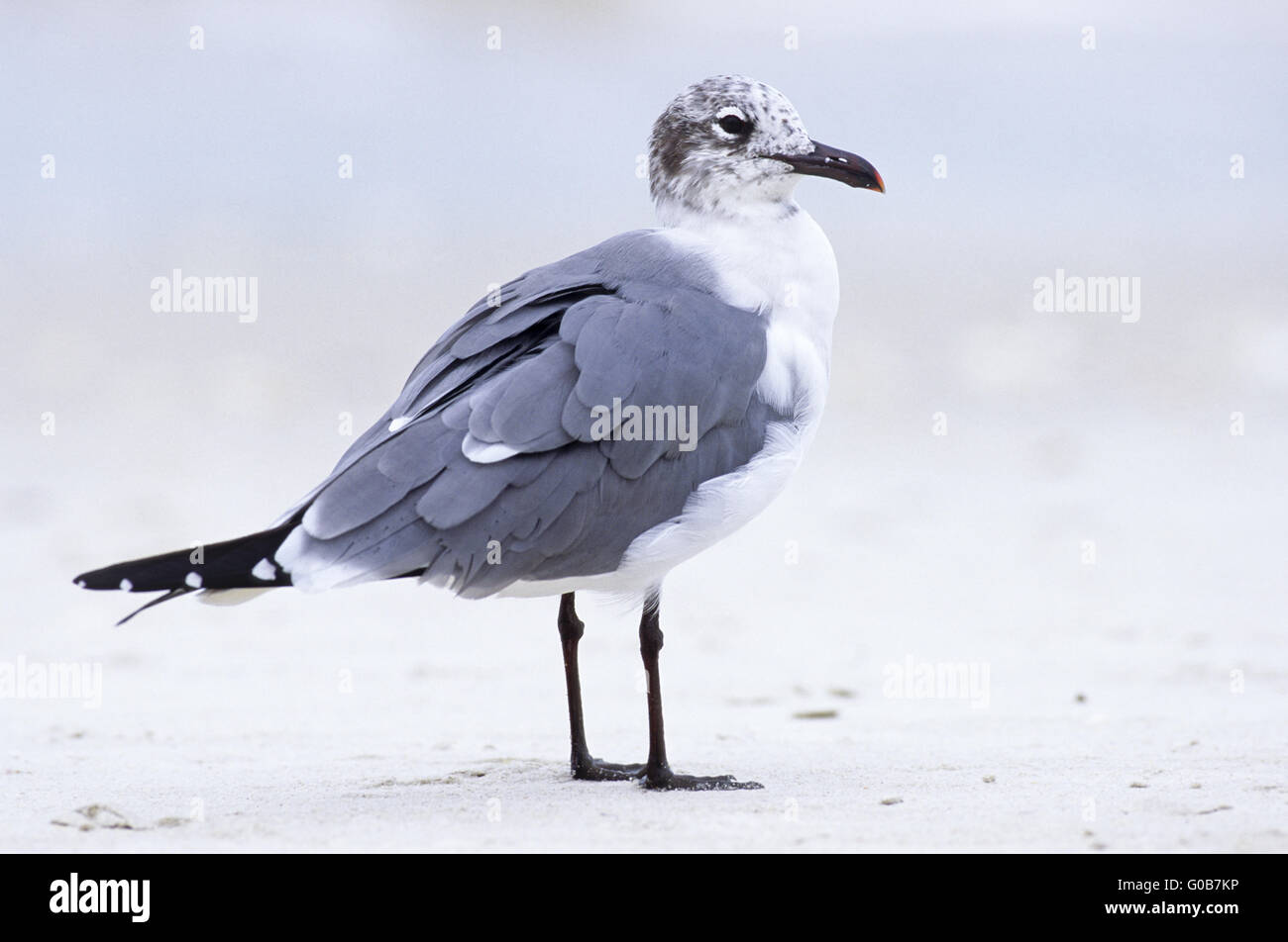 Laughing Gull in winter plumage resting on a beach Stock Photo