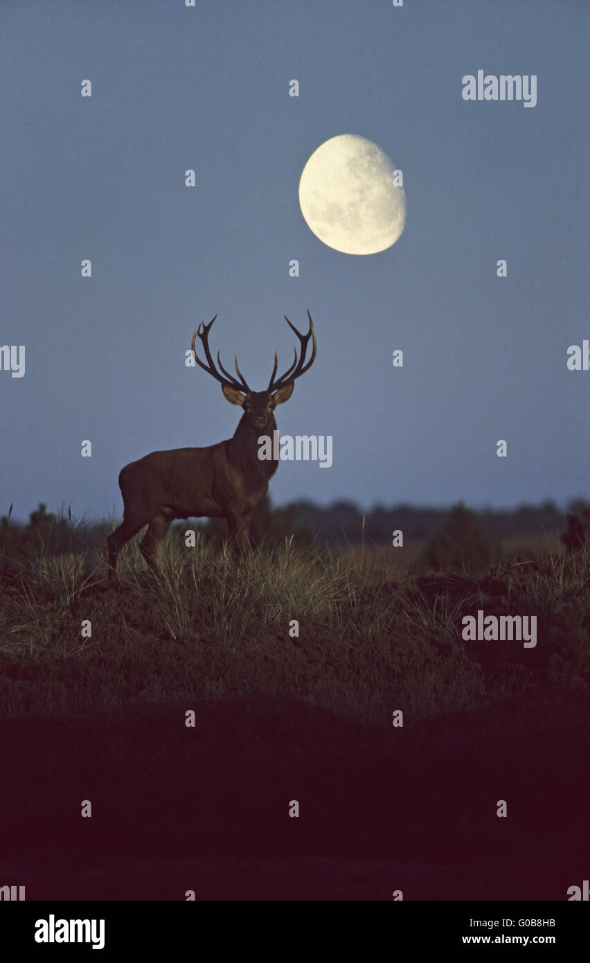 Red Deer stag standing in front of the moon Stock Photo