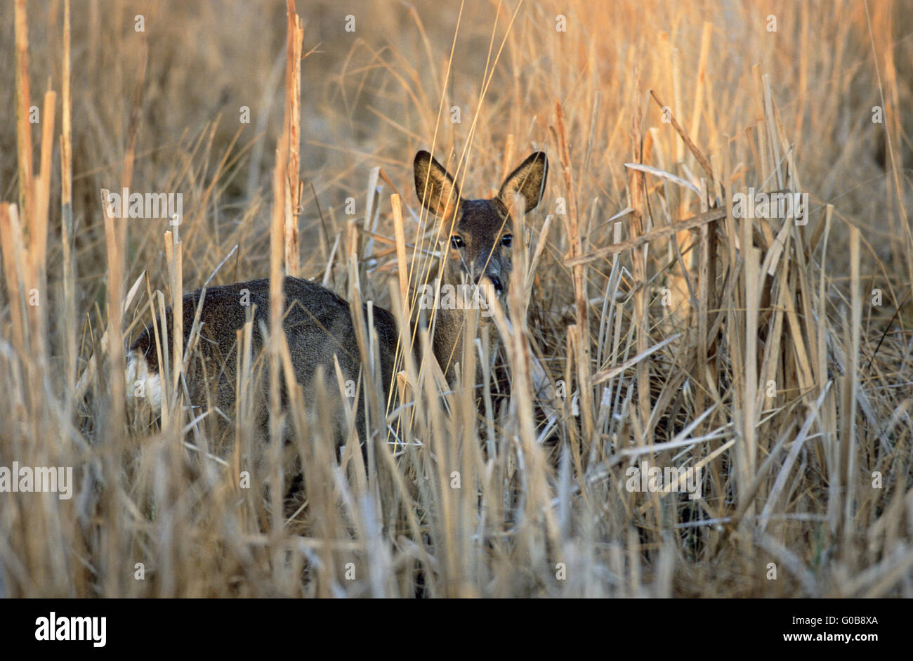 Roe Deer doe securing in a bog meadow Stock Photo