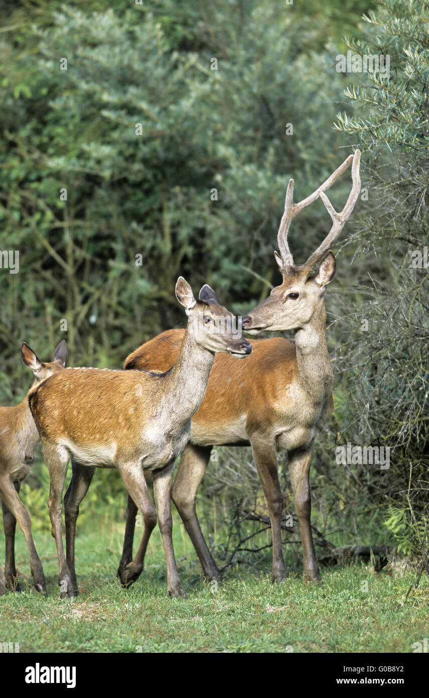 Red Deer stag, hind and calf in a forest aisle Stock Photo