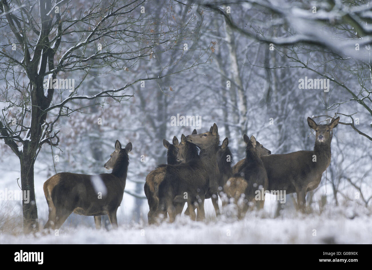 Red Deer hinds and calfs in winter at forest edge Stock Photo