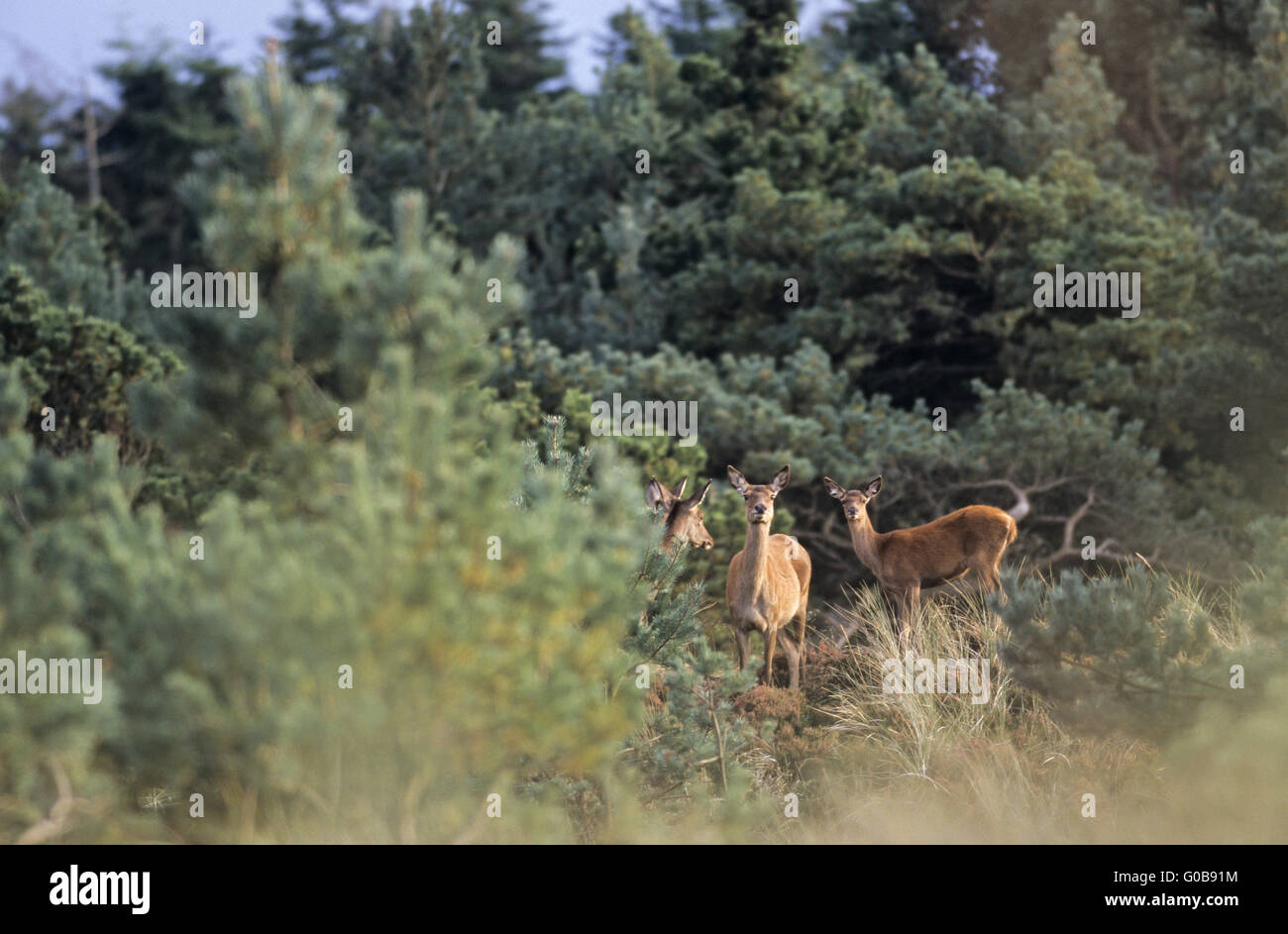 Red Deer hinds and calfs crossing a heath Stock Photo