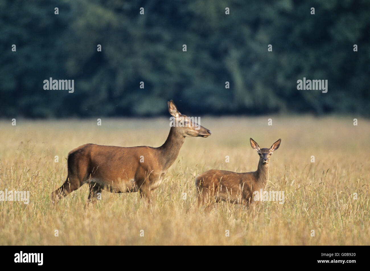 Red Deer dam and fawn crossing a forest meadow Stock Photo