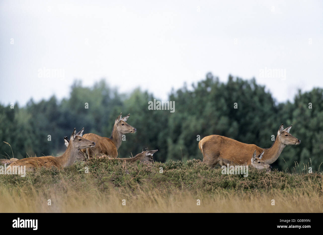 Red Deer hinds and calfs standing on a hill heath Stock Photo