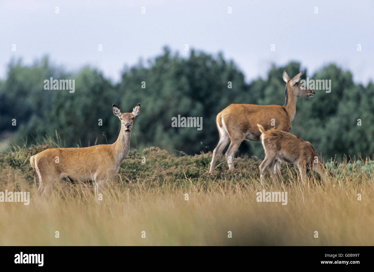 Red Deer hinds and calf standing on a hill heath Stock Photo