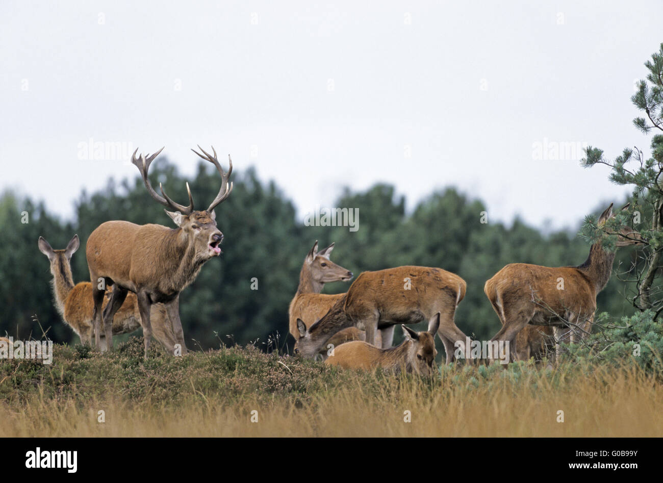 Roaring Red Deer stag, hinds and calfs Stock Photo