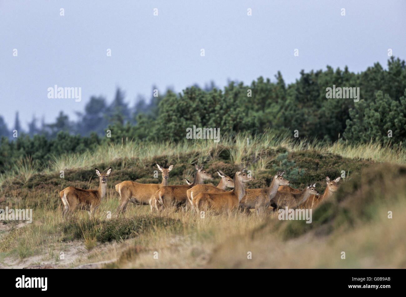 Red Deer hinds and calfs standing in heath Stock Photo