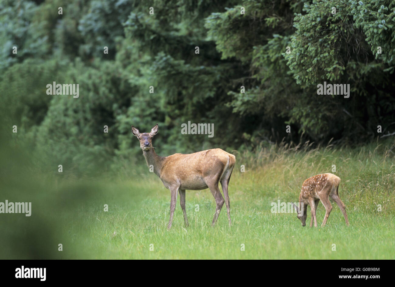 Red Deer hind and calf on a forest meadow Stock Photo