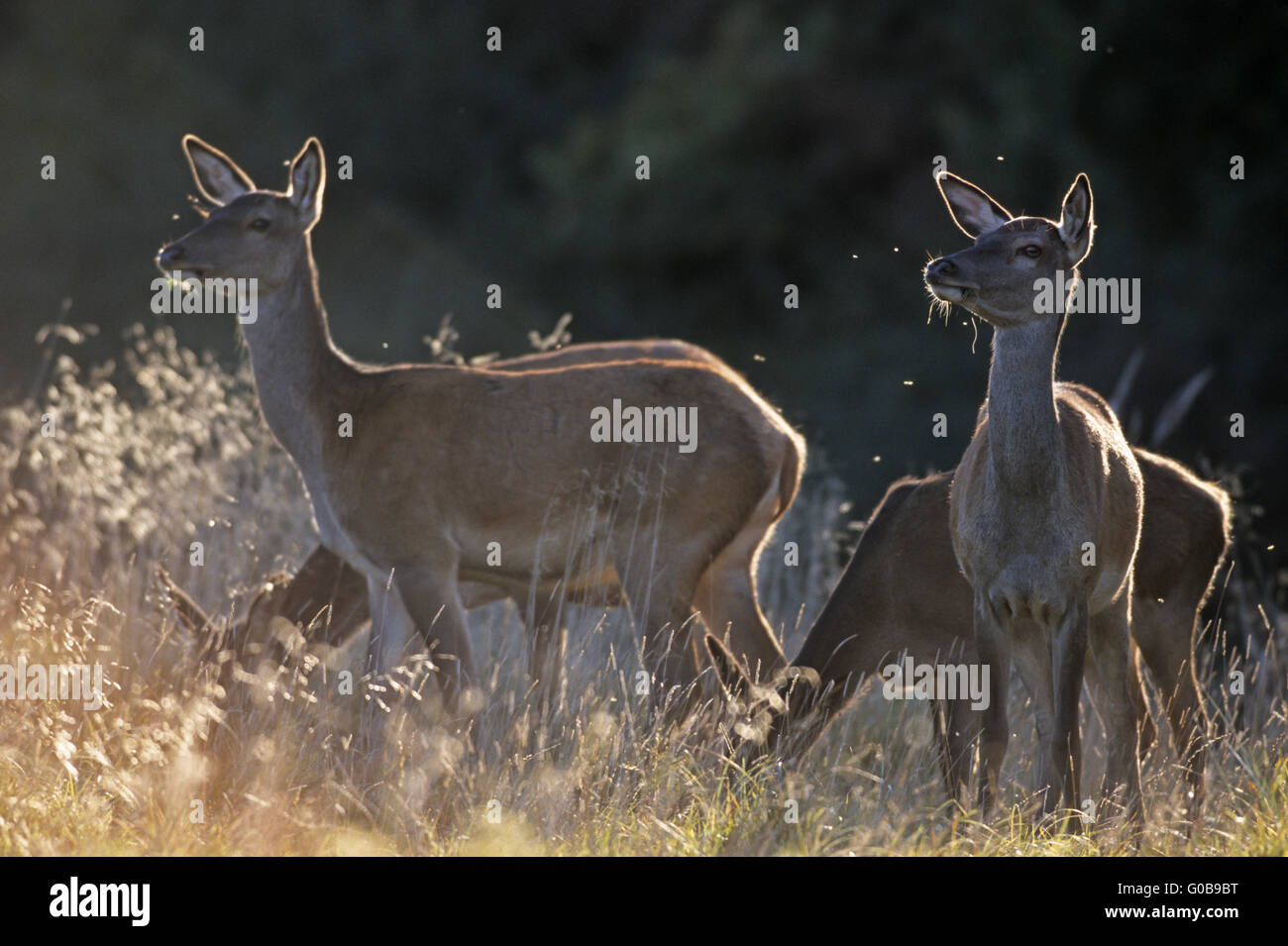 Red Deer hinds and fawn observing conspecifics Stock Photo