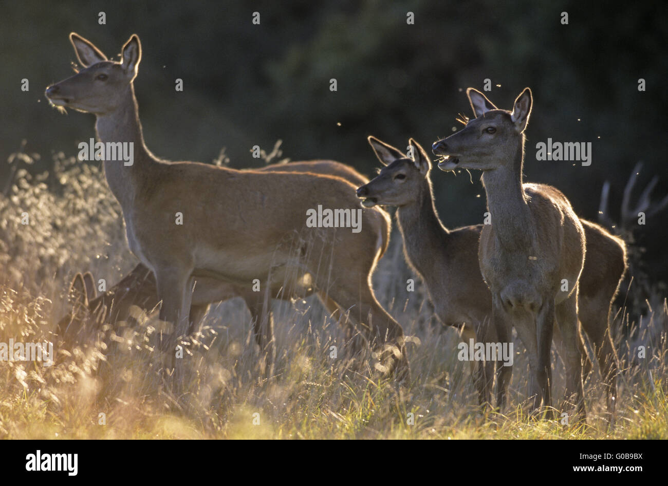 Red Deer hinds and fawns observing conspecifics Stock Photo