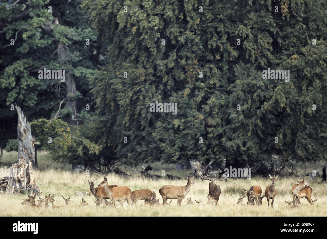 Red Deer herd standing in a forest meadow Stock Photo