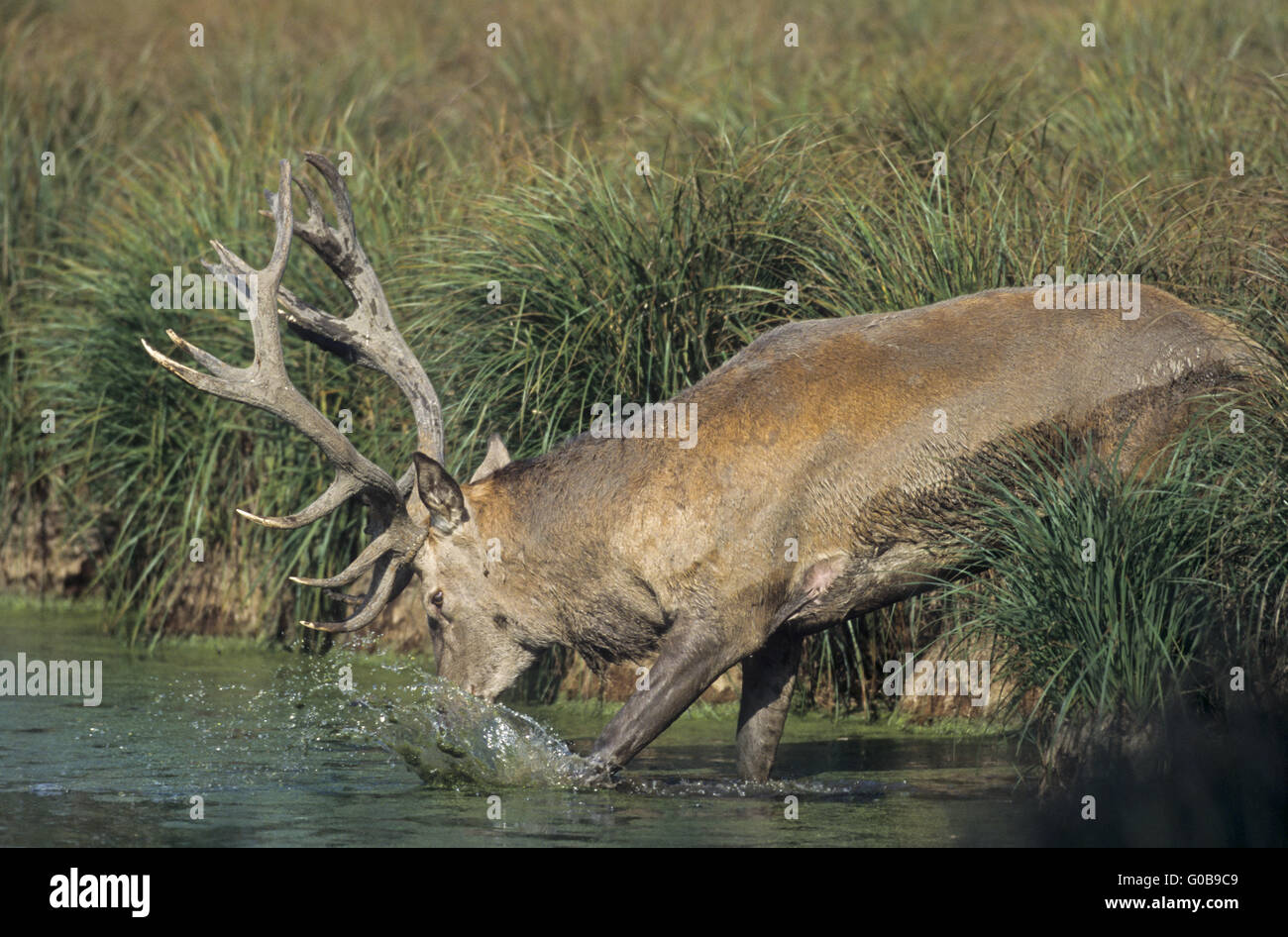 Im wasse hires stock photography and images Alamy