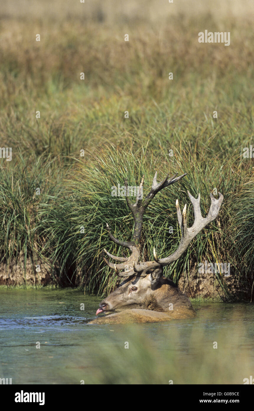 Red Deer stag taking a bath in the rut Stock Photo Alamy