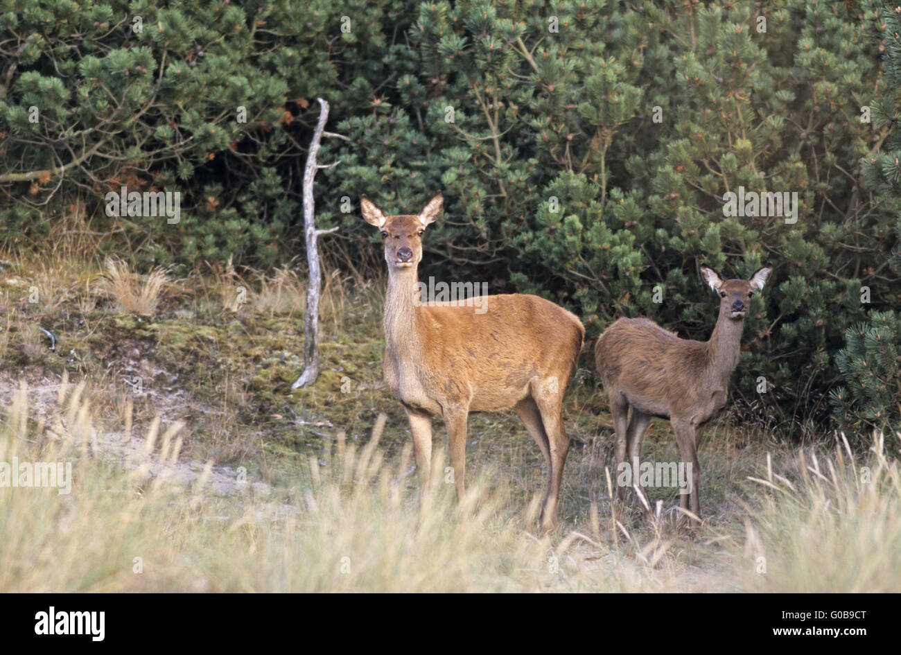 Red Deer hind and calf standing in heath Stock Photo