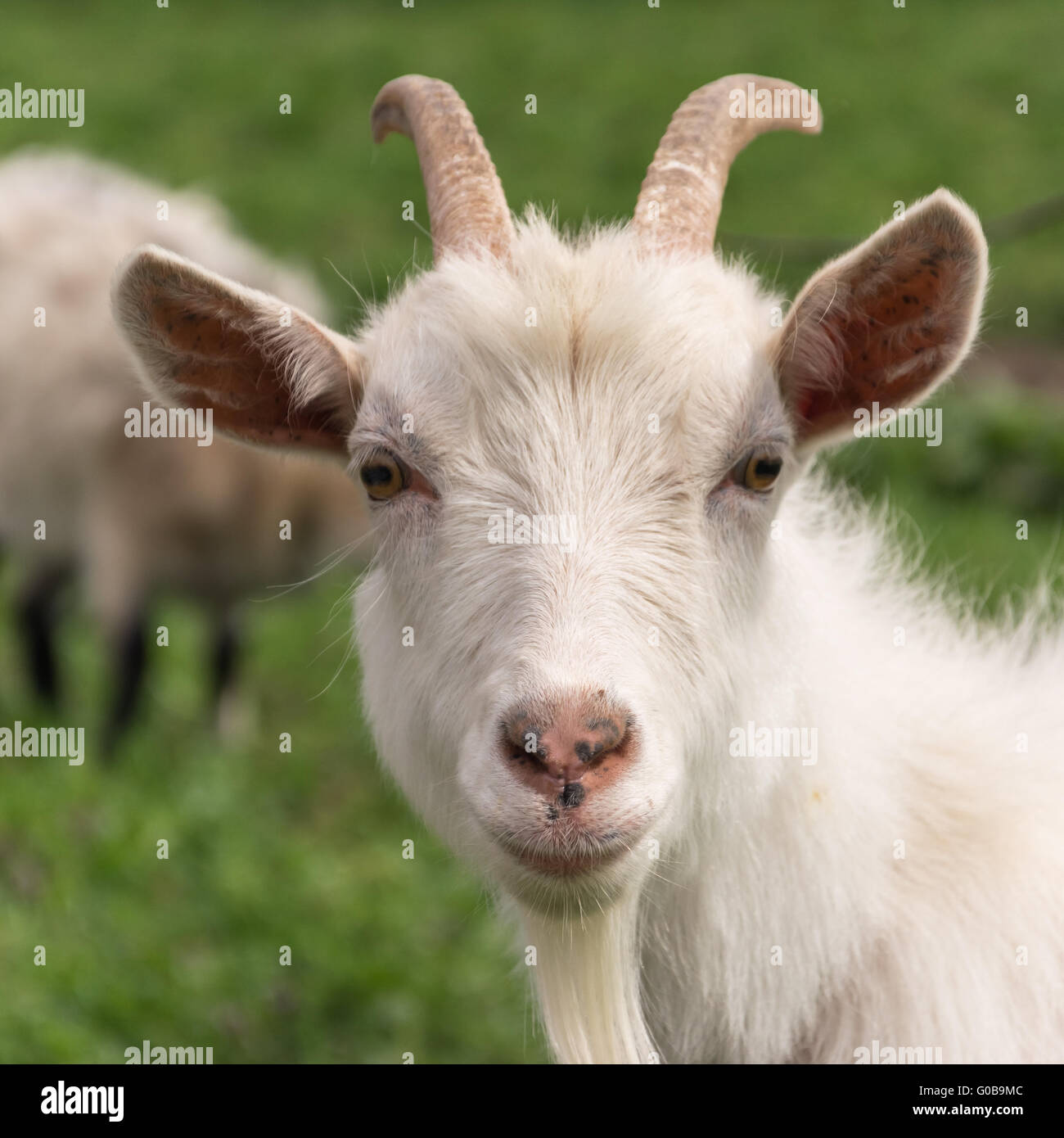 Big white goat Stock Photo