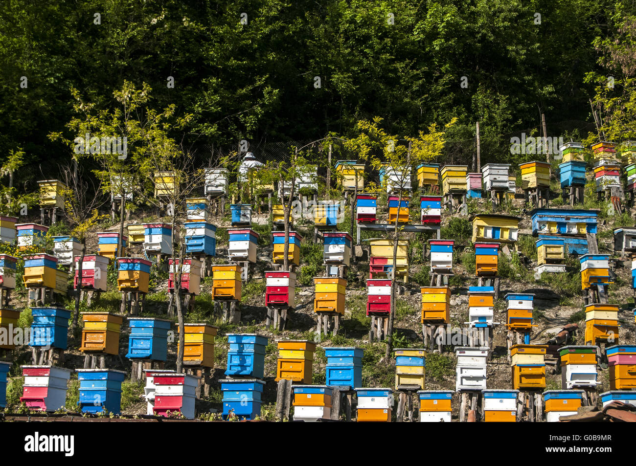 Colored wooden beehives on mountain forest slope Stock Photo
