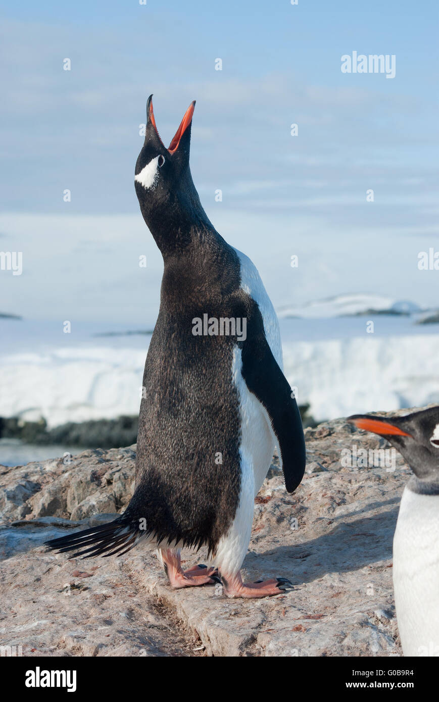 Screaming penguin Stock Photo